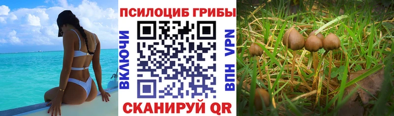 omg как войти  Верхний Уфалей  Псилоцибиновые грибы мицелий 